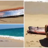 Dvije ribe koje najavljuju globalne katastrofe nasukale se na obalu poznatog ljetovali&scaron;ta