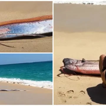Dvije ribe koje najavljuju globalne katastrofe nasukale se na obalu poznatog ljetovali&scaron;ta