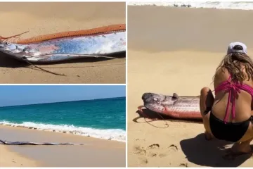 Dvije ribe koje najavljuju globalne katastrofe nasukale se na obalu poznatog ljetovali&scaron;ta