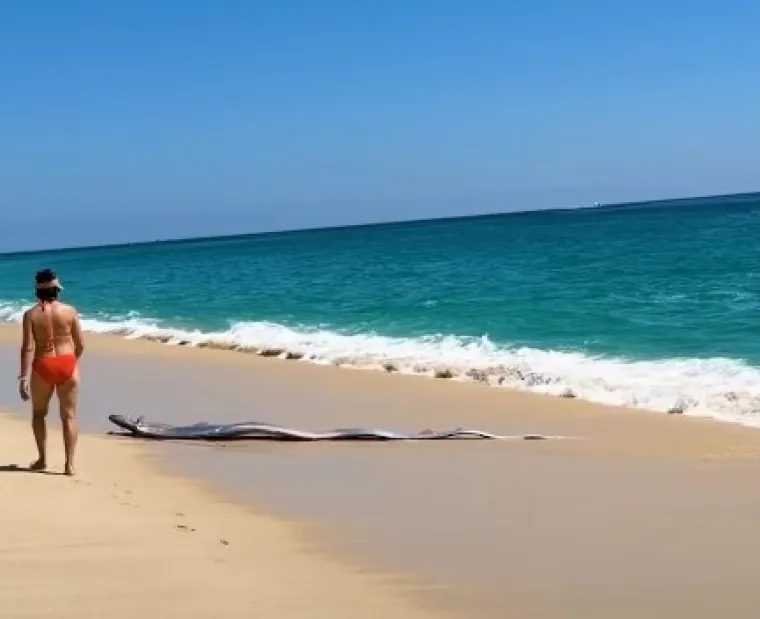 Dvije ribe koje najavljuju globalne katastrofe nasukale se na obalu poznatog ljetovali&scaron;ta