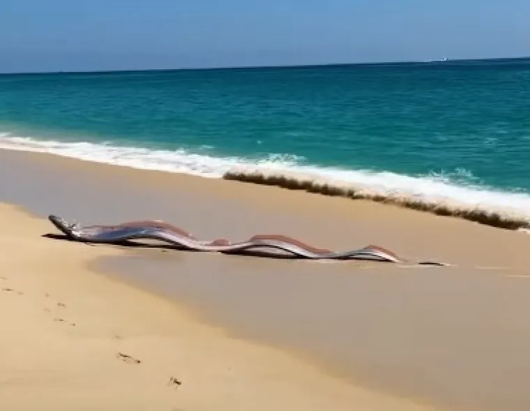 Dvije ribe koje najavljuju globalne katastrofe nasukale se na obalu poznatog ljetovali&scaron;ta