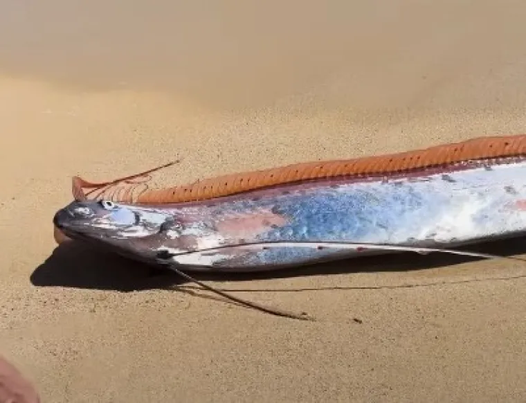 Dvije ribe koje najavljuju globalne katastrofe nasukale se na obalu poznatog ljetovali&scaron;ta