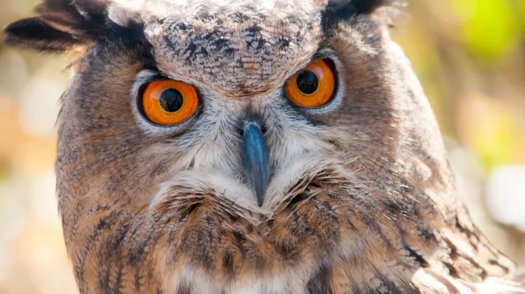 [KVIZ] Koliko dobro poznajete životinjski svijet Hrvatske?