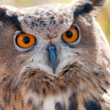 [KVIZ] Koliko dobro poznajete životinjski svijet Hrvatske?