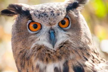 [KVIZ] Koliko dobro poznajete životinjski svijet Hrvatske?