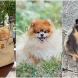 Ovo su va&scaron;e fotografije: Poznati po bujnom krznu i temperamentu najslađi su kradljivci čarapa