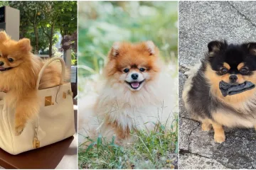 Ovo su va&scaron;e fotografije: Poznati po bujnom krznu i temperamentu najslađi su kradljivci čarapa