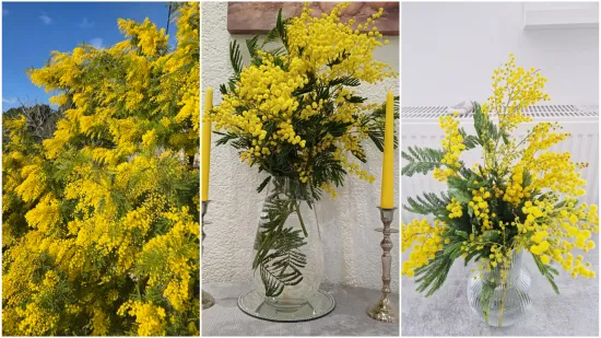 Biljka koja privlači pažnju. Uživajte u najljep&scaron;im prizorima stvorenima va&scaron;im objektivima