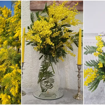 Biljka koja privlači pažnju. Uživajte u najljep&scaron;im prozorima stvorenima va&scaron;im objektivima