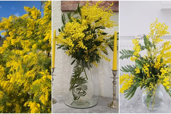 Biljka koja privlači pažnju. Uživajte u najljep&scaron;im prizorima stvorenima va&scaron;im objektivima