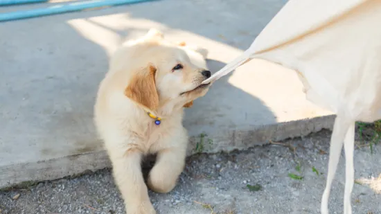 Vlasnica psića o fenomenu koji je malo poznat: 'Napokon imam divne trenutke'