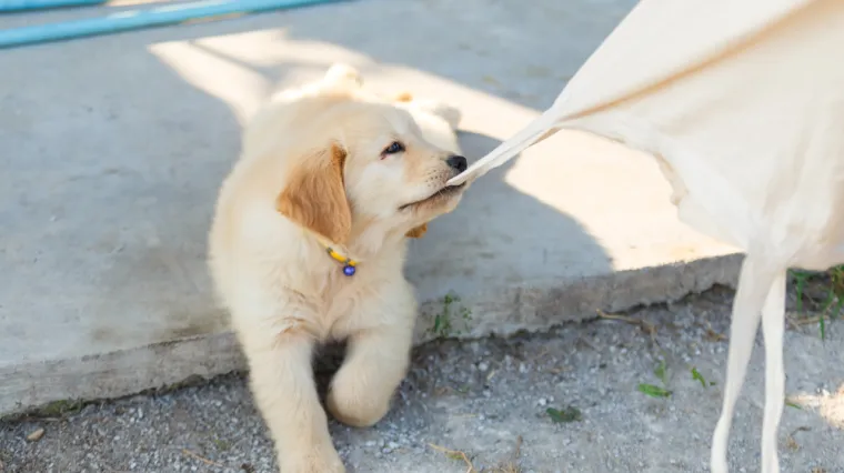 Vlasnica psića o fenomenu koji je malo poznat: 'Napokon imam divne trenutke'