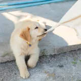 Vlasnica psića o fenomenu koji je malo poznat: 'Napokon imam divne trenutke'