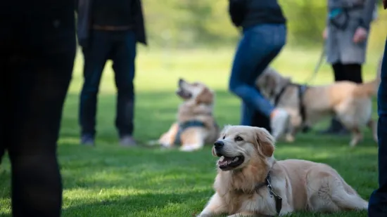 Tri najposlu&scaron;nije pasmine pasa: 'Nevjerojatno su privrženi, odani i stabilni'