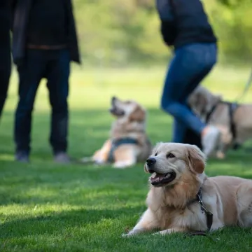 Tri najposlu&scaron;nije pasmine pasa: 'Nevjerojatno su privrženi, odani i stabilni'