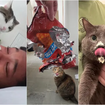 Čisti neodoljivi teroristi: Tako to izgleda kada mace podemone i odluče da će po svome