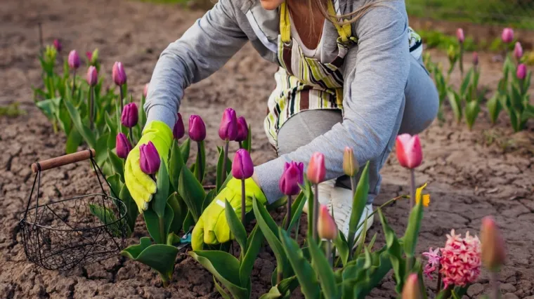 Ova bolest može uni&scaron;titi proljetno cvijeće: Stručnjaci objasnili kako za&scaron;tititi tulipane