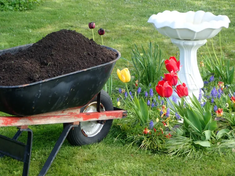 Ova bolest može uni&scaron;titi proljetno cvijeće: Stručnjaci objasnili kako za&scaron;tititi tulipane