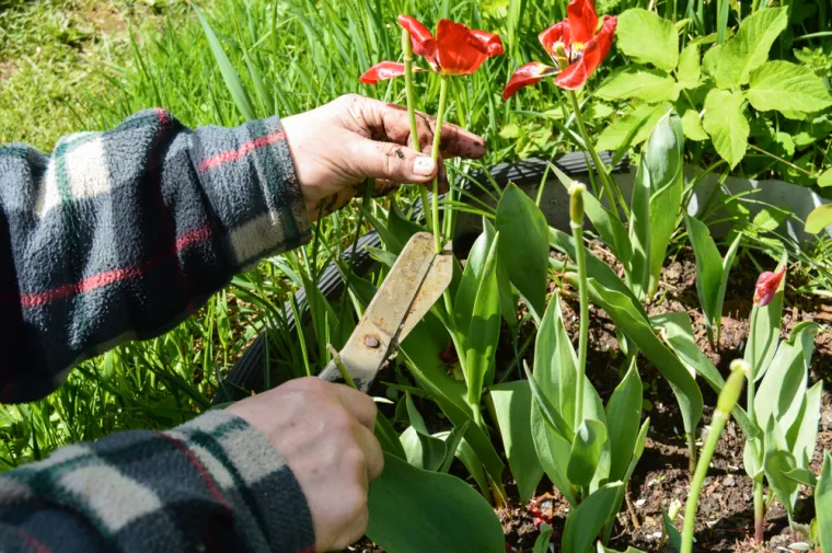Ova bolest može uni&scaron;titi proljetno cvijeće: Stručnjaci objasnili kako za&scaron;tititi tulipane