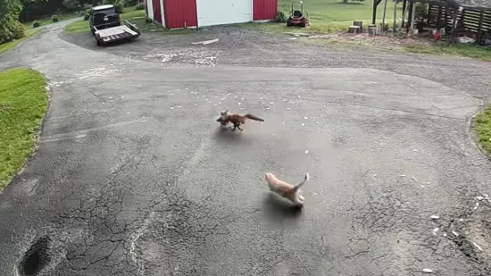 Mačak spasio koku od gladne lisice