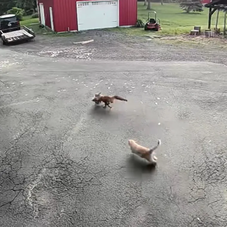 Mačak spasio koku od gladne lisice