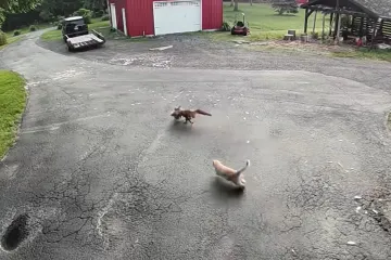 Mačak spasio koku od gladne lisice