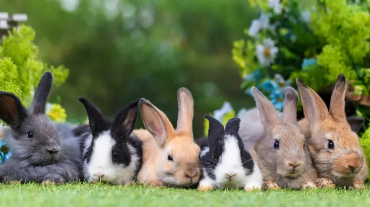 [KVIZ] Koliko dobro poznajete male sisavce?