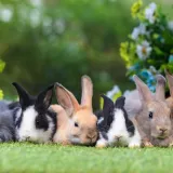 [KVIZ] Koliko dobro poznajete male sisavce?