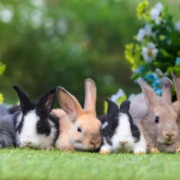 [KVIZ] Koliko dobro poznajete male sisavce?