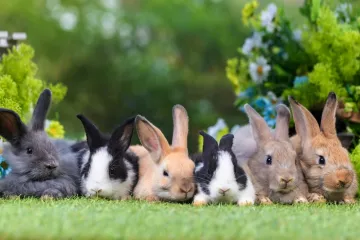 [KVIZ] Koliko dobro poznajete male sisavce?