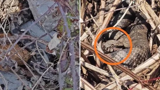 Otac i sin na&scaron;li se kraj 'legla' poskoka, objavili fascinantnu snimku: 'Gleda nas ljutito...'