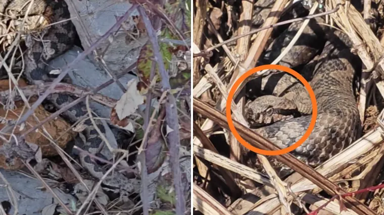 Otac i sin na&scaron;li se kraj 'legla' poskoka, objavili fascinantnu snimku: 'Gleda nas ljutito...'