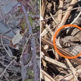 Otac i sin na&scaron;li se kraj 'legla' poskoka, objavili fascinantnu snimku: 'Gleda nas ljutito...'