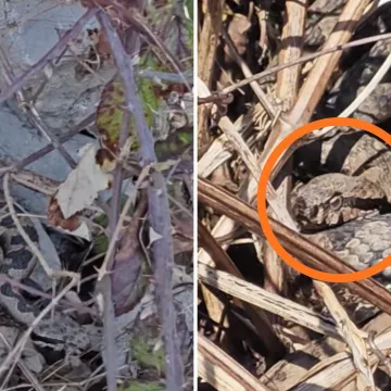 Otac i sin na&scaron;li se kraj 'legla' poskoka, objavili fascinantnu snimku: 'Gleda nas ljutito...'