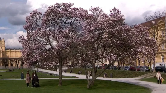 Magnolije procvjetale nikad ranije: 'Klima se mijenja. To biljke jako dobro pokazuju'