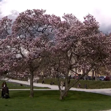 Magnolije procvjetale nikad ranije: 'Klima se mijenja. To biljke jako dobro pokazuju'