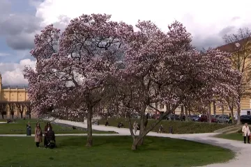 Magnolije procvjetale nikad ranije: 'Klima se mijenja. To biljke jako dobro pokazuju'
