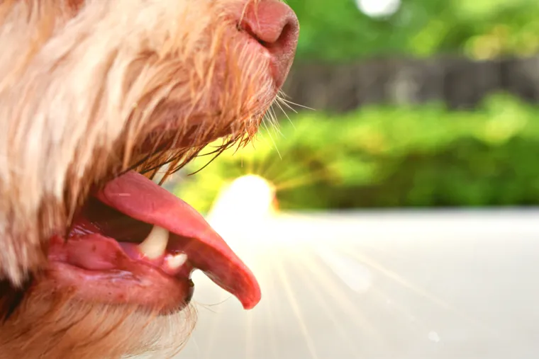 Veterinarka: 'Jedna mala promjena kod kućnih ljubimaca može značiti ozbiljan simptom'