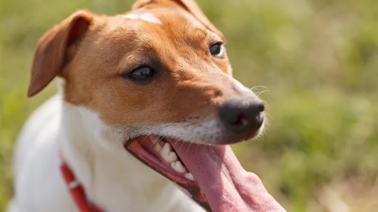 Veterinarka: 'Jedna mala promjena kod kućnih ljubimaca može značiti ozbiljan simptom'