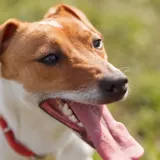 Veterinarka: 'Jedna mala promjena kod kućnih ljubimaca može značiti ozbiljan simptom'