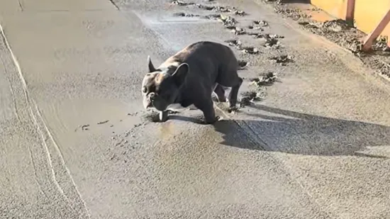 Momci, odlično ste to betonirali, svaka čast