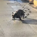 Momci, odlično ste to betonirali, svaka čast