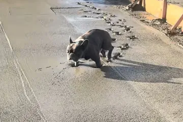 Momci, odlično ste to betonirali, svaka čast