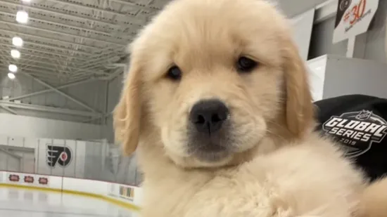 Budući hokeja&scaron;