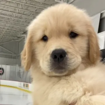 Budući hokeja&scaron;