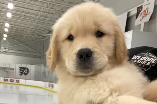 Budući hokeja&scaron;