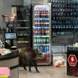 Do&scaron;li po piće, a dočekao ih prizor koji nisu očekivali: Evo tko im je u&scaron;etao u trgovinu