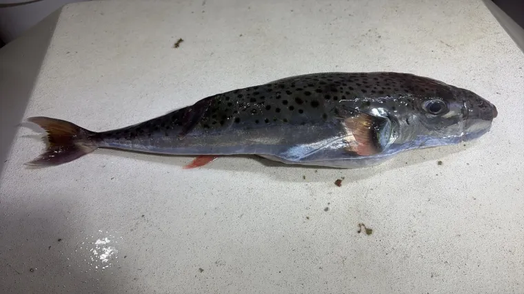 Kod Splita ulovili opasnu ribu! Njezin otrov uzrokuje smrt, evo &scaron;to napraviti ako ju sretnete