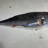 Kod Splita ulovili opasnu ribu! Njezin otrov uzrokuje smrt, evo &scaron;to napraviti ako ju sretnete