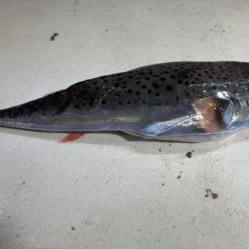 U moru kod Splita uhvaćena opasna riba: Njezin otrov uzrokuje smrt! Evo &scaron;to napraviti ako ju sretnete